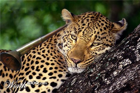 Photoshop Design by Mossman