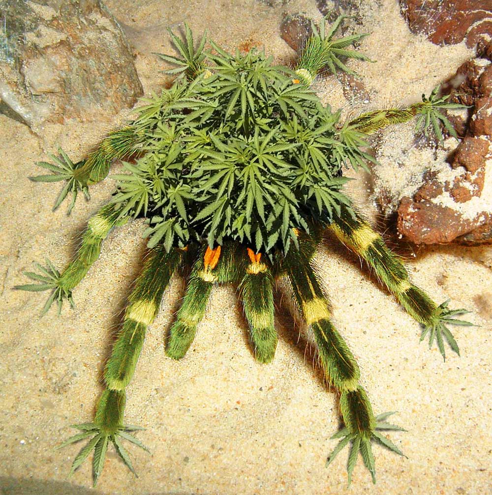 Photoshop Design by HeyDoofus for DesignCrowd (Community Contests) | Design #9060035