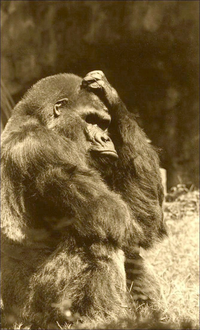 Photography by Isabella2006 for DesignCrowd (Community Contests) | Design #9074113