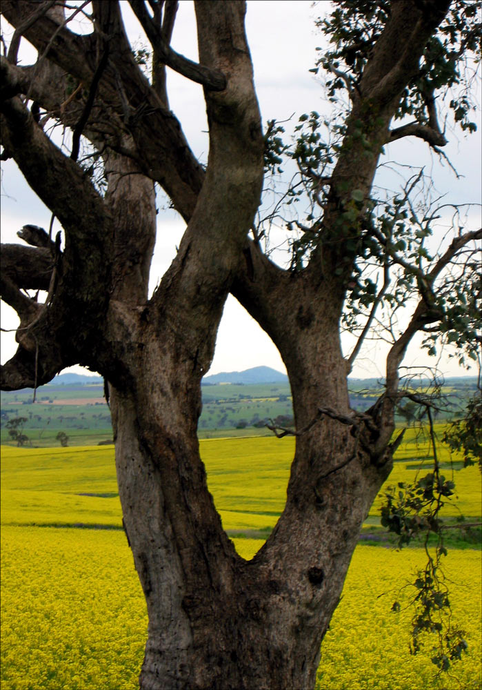 Photography by Budmulla for DesignCrowd (Community Contests) | Design #9064732