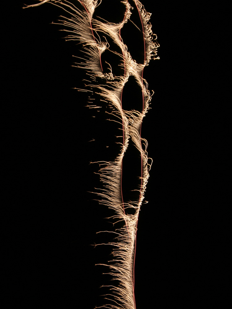 Fotografie von Flibble für DesignCrowd (Community Contests) | Design #9064811