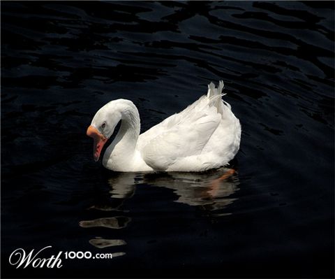 Photography by Dallas_TX
