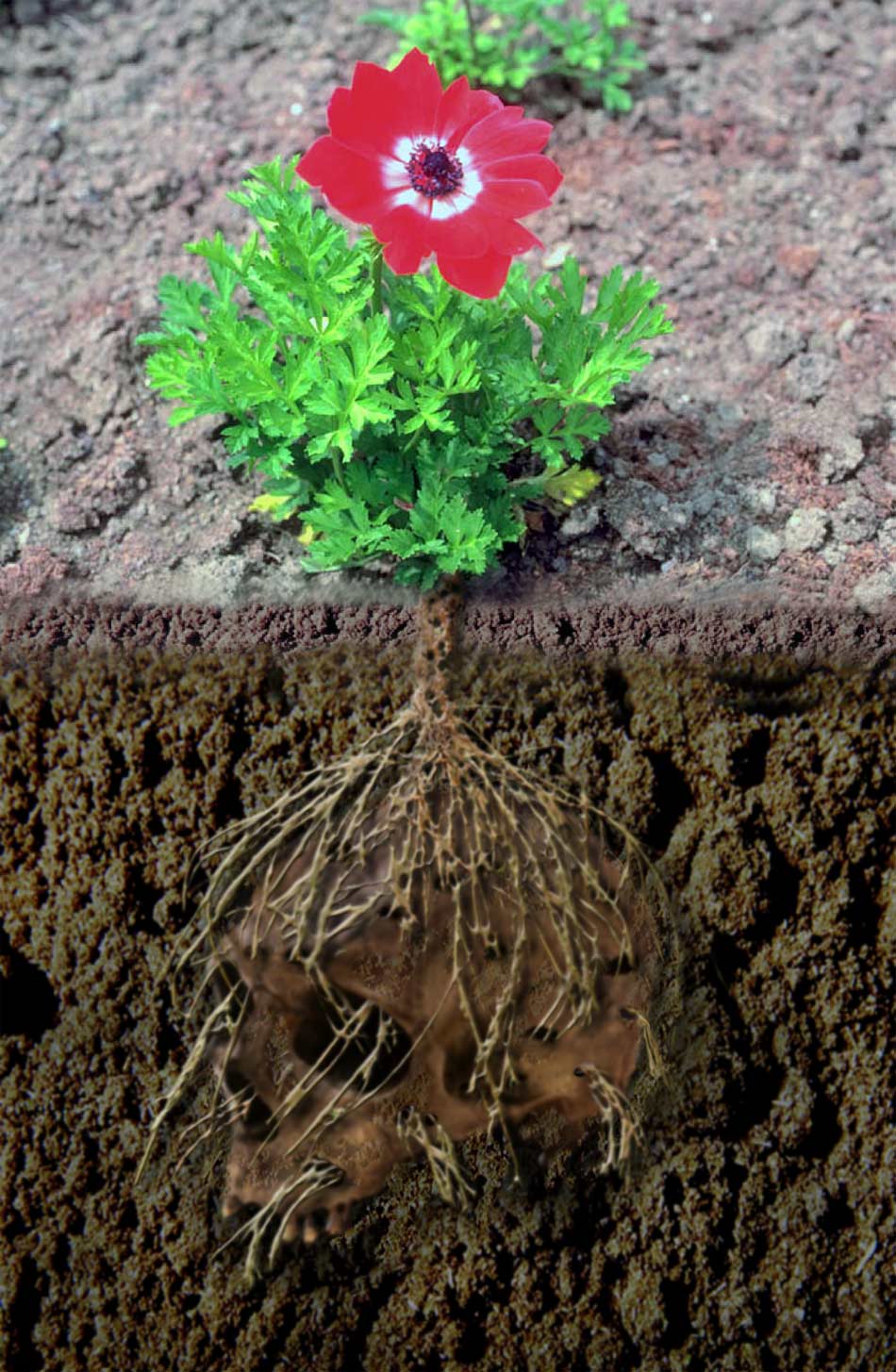 Photoshop Design by spiraleye for DesignCrowd (Community Contests) | Design #9063519