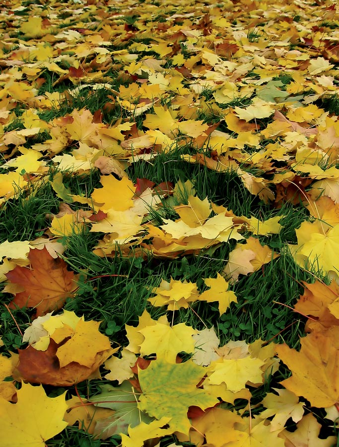 Fotografía por Chupakabra para DesignCrowd (Community Contests) | Diseño #9060813