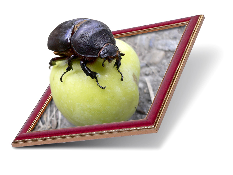 Diseño de Photoshop por lakmus para DesignCrowd (Community Contests) | Diseño #9063854