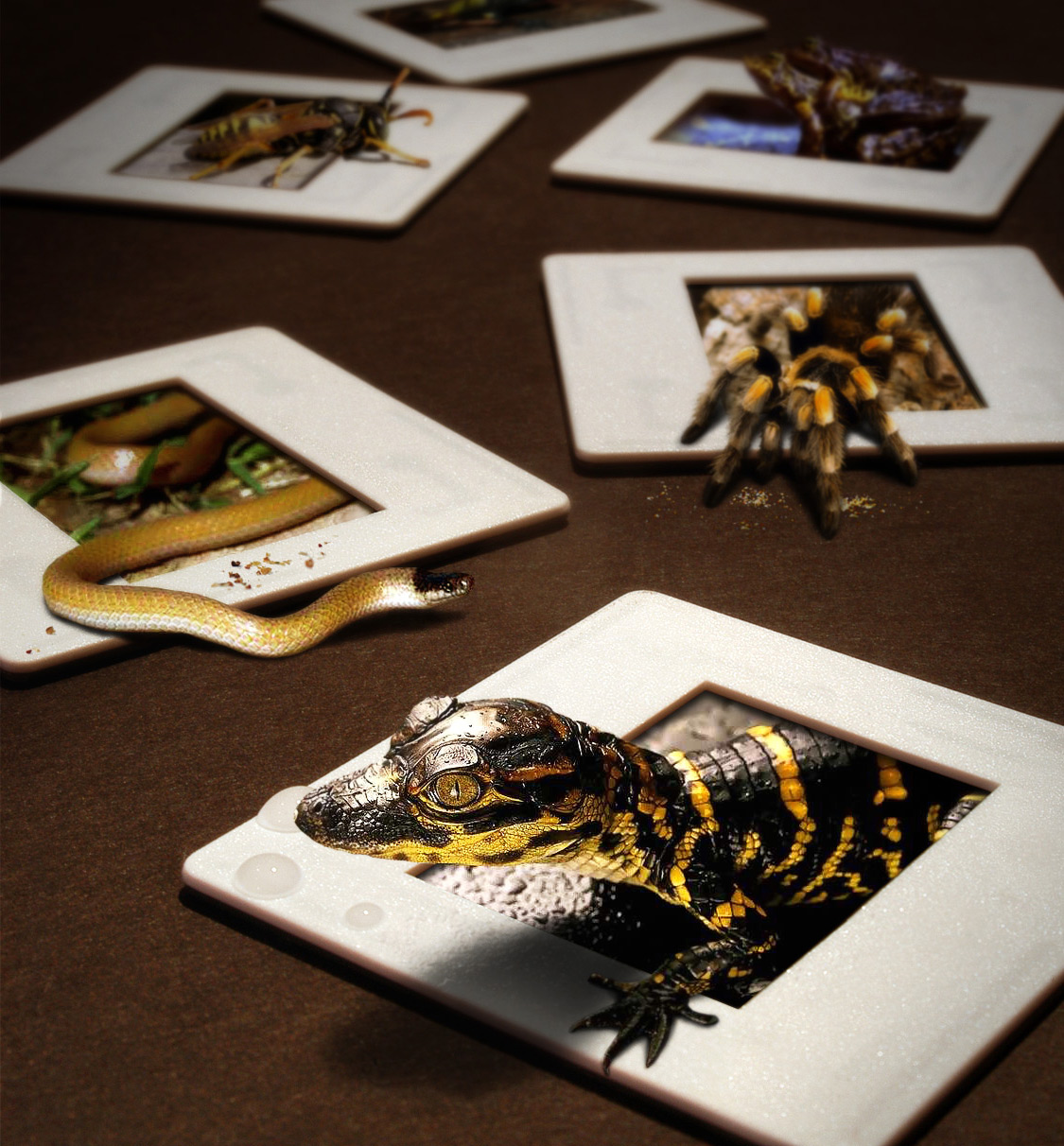 Photoshop Design by saufnase for DesignCrowd (Community Contests) | Design #9063820