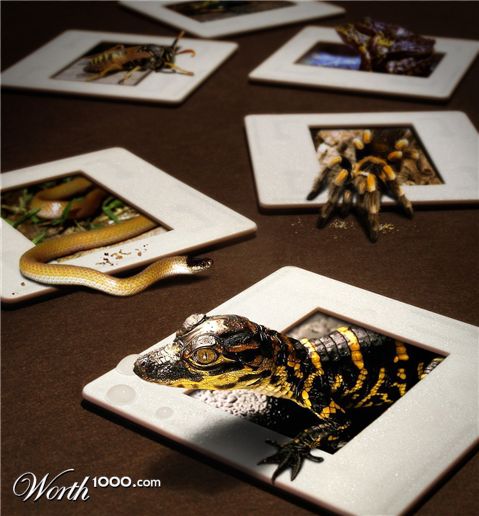 Photoshop Design by saufnase