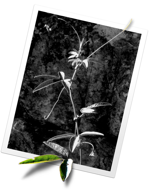 Photoshop Design by Saleko for DesignCrowd (Community Contests) | Design #9063895