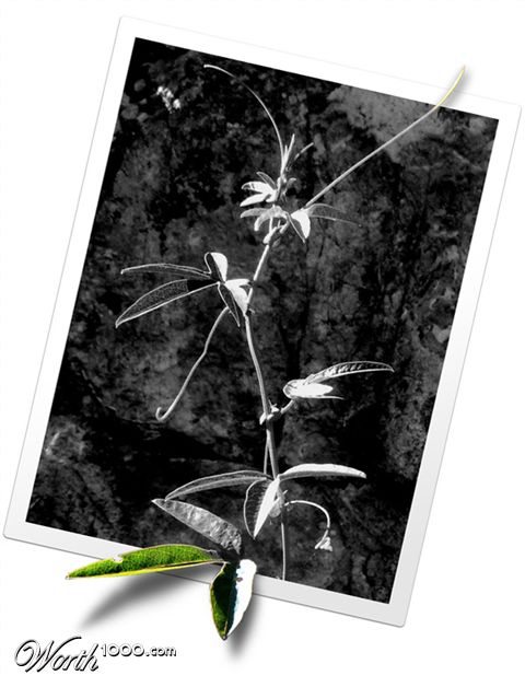 Photoshop Design by Saleko