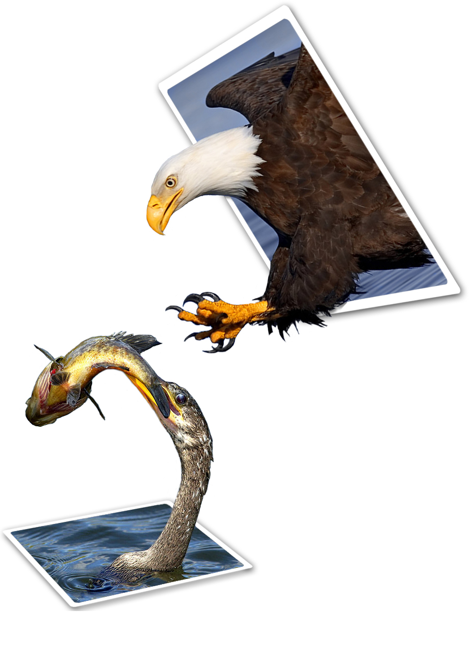 Photoshop Design by echoburst for DesignCrowd (Community Contests) | Design #9063932