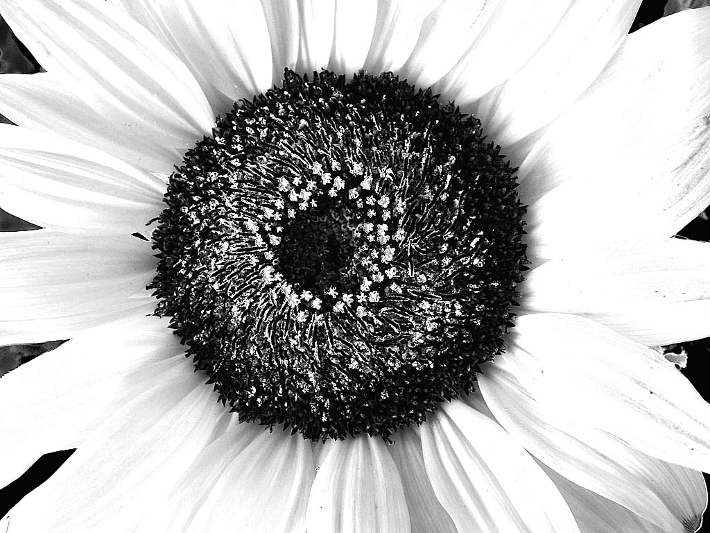 Photography by wmottan for DesignCrowd (Community Contests) | Design #9060823