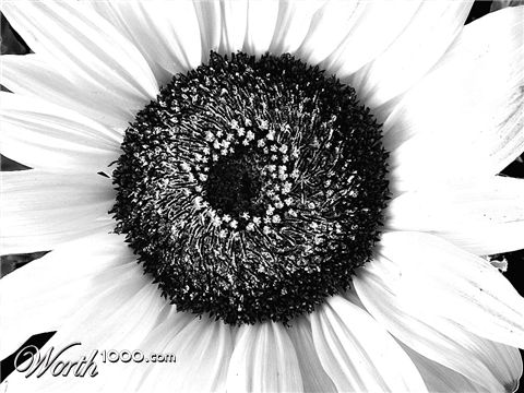 Photography by wmottan