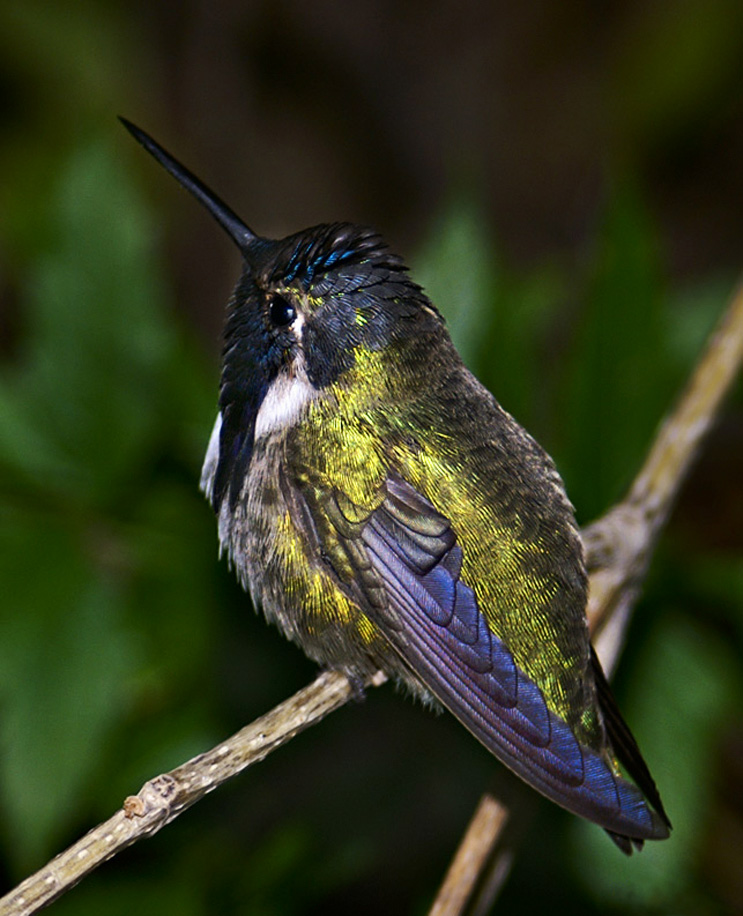 Photographie par cakeladybarb pour DesignCrowd (Community Contests) | Design #9060842