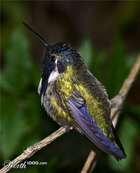 Photography by cakeladybarb