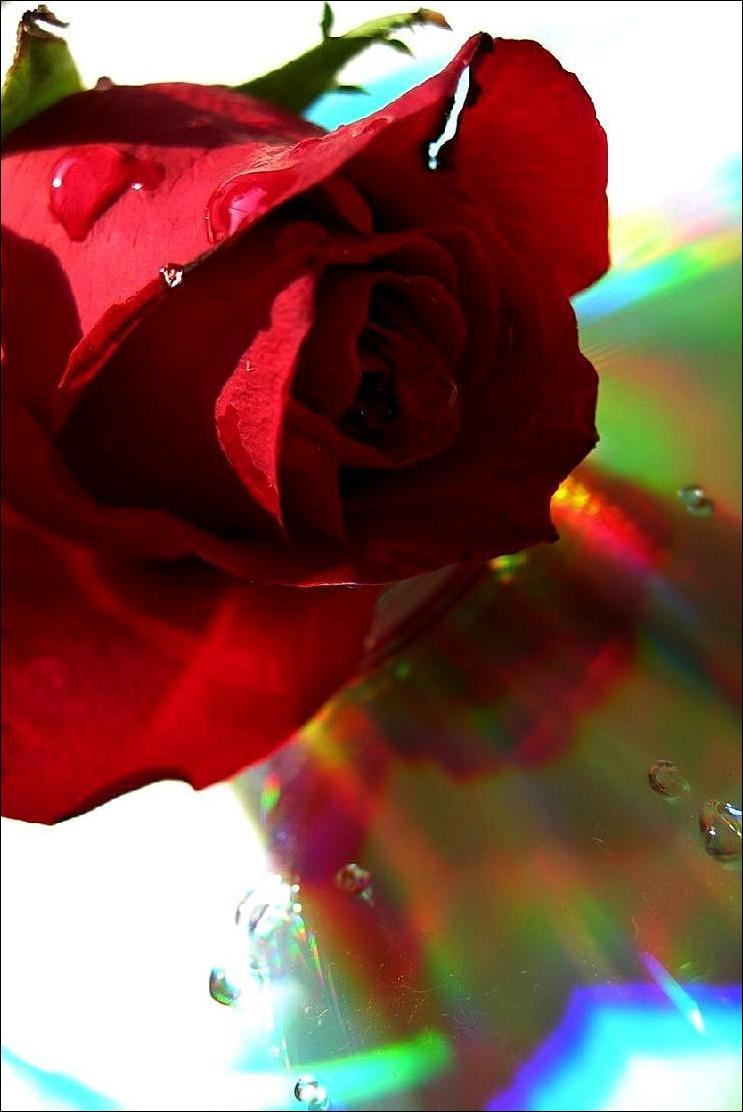 Photography by Isabella2006 for DesignCrowd (Community Contests) | Design #9060878