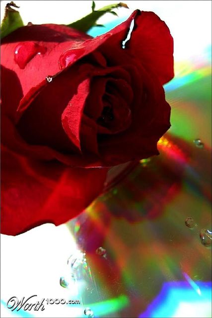 Photography by Isabella2006