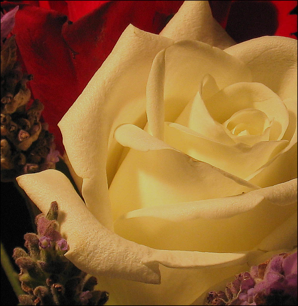 Photographie par mated1976 pour DesignCrowd (Community Contests) | Design #9060848