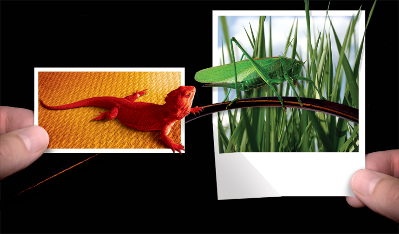 Photoshop Design by shopalot for DesignCrowd (Community Contests) | Design #9064009