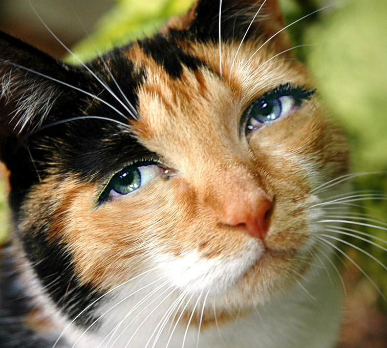 Photoshop-Design von ewarning für DesignCrowd (Community Contests) | Design #9073041