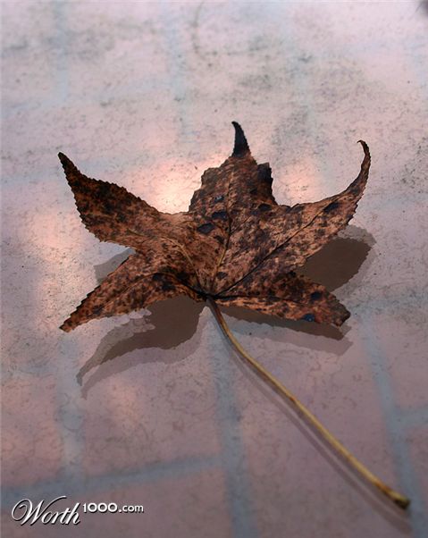 Photography by Scuzem