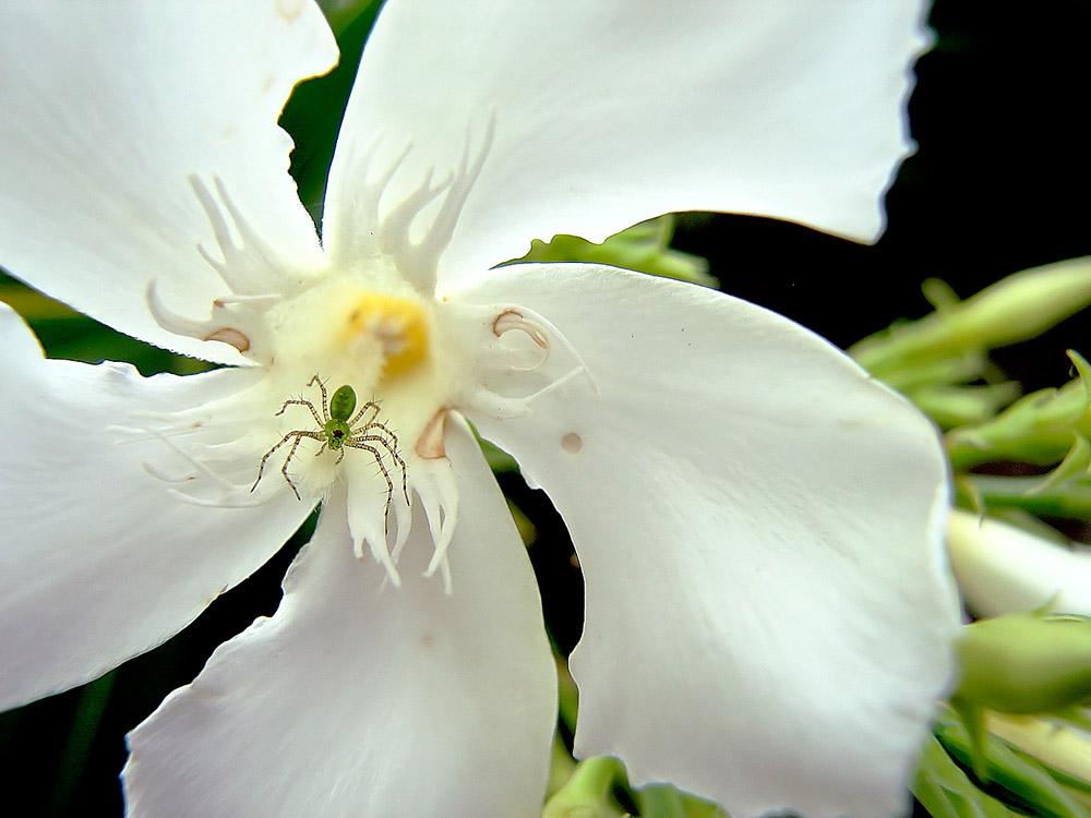 Photography by DFragXD for DesignCrowd (Community Contests) | Design #9060855