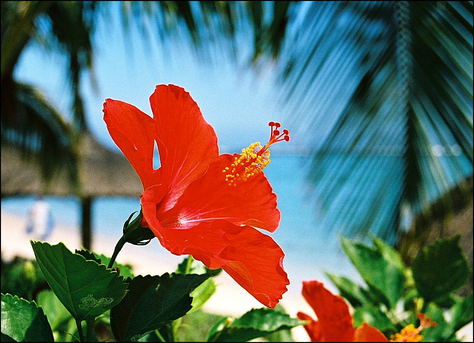 Fotografía por Juicer para DesignCrowd (Community Contests) | Diseño #9060857