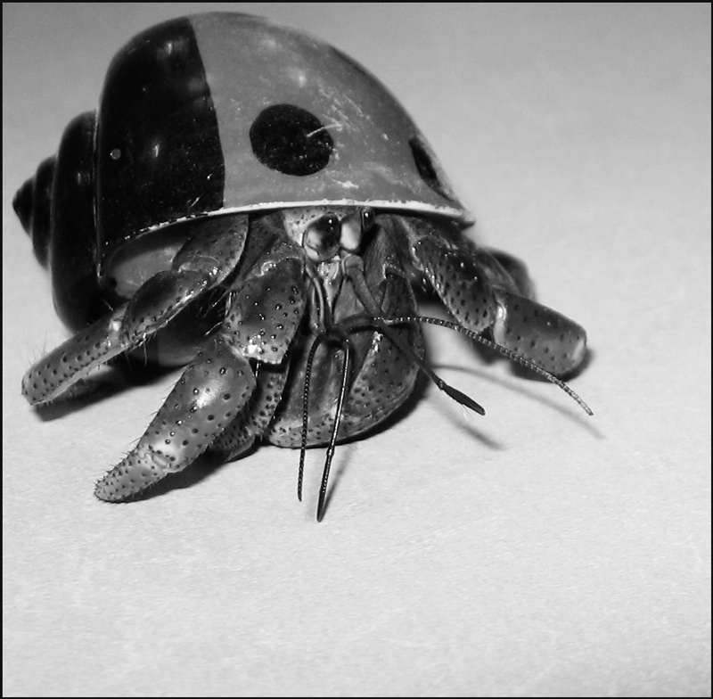 Photography by gunmetal for DesignCrowd (Community Contests) | Design #9071138