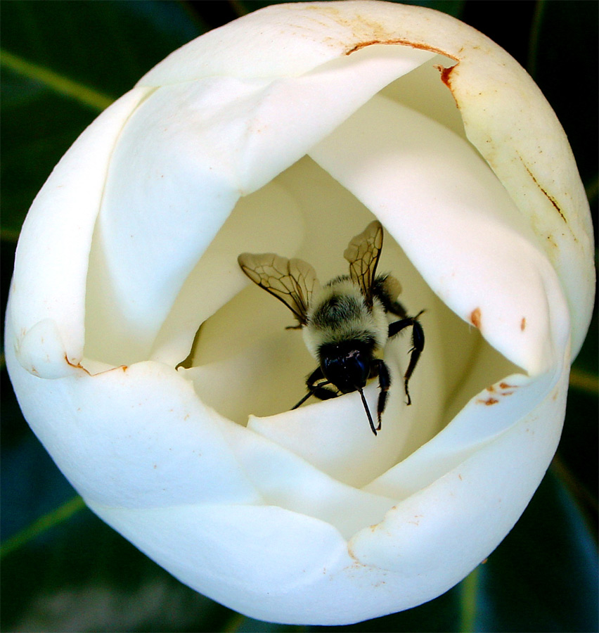 Photography by mare53 for DesignCrowd (Community Contests) | Design #9060926