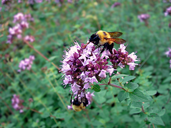 Photography by myopicglimpse for DesignCrowd (Community Contests) | Design #9060922