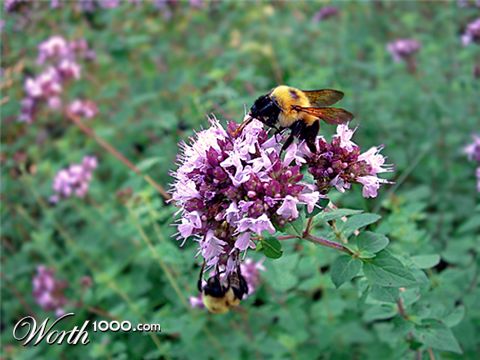 Photography by myopicglimpse