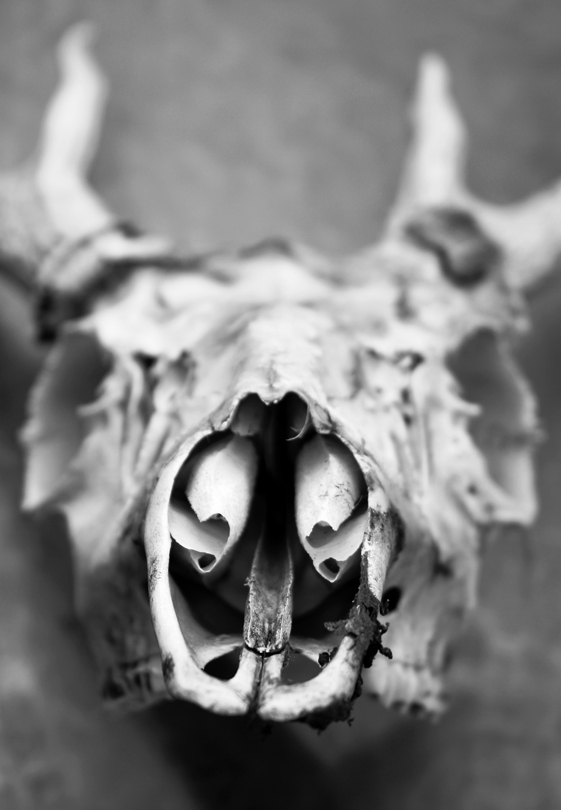 Photography by Scuzem for DesignCrowd (Community Contests) | Design #9071162