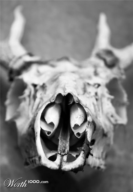 Photography by Scuzem