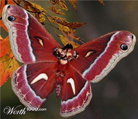 Photoshop Design by SeanaLyn