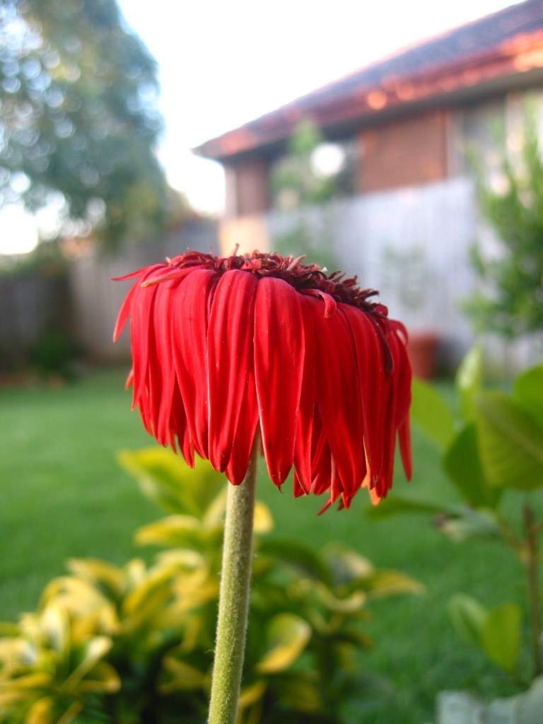 Photography by miggzter for DesignCrowd (Community Contests) | Design #9060943