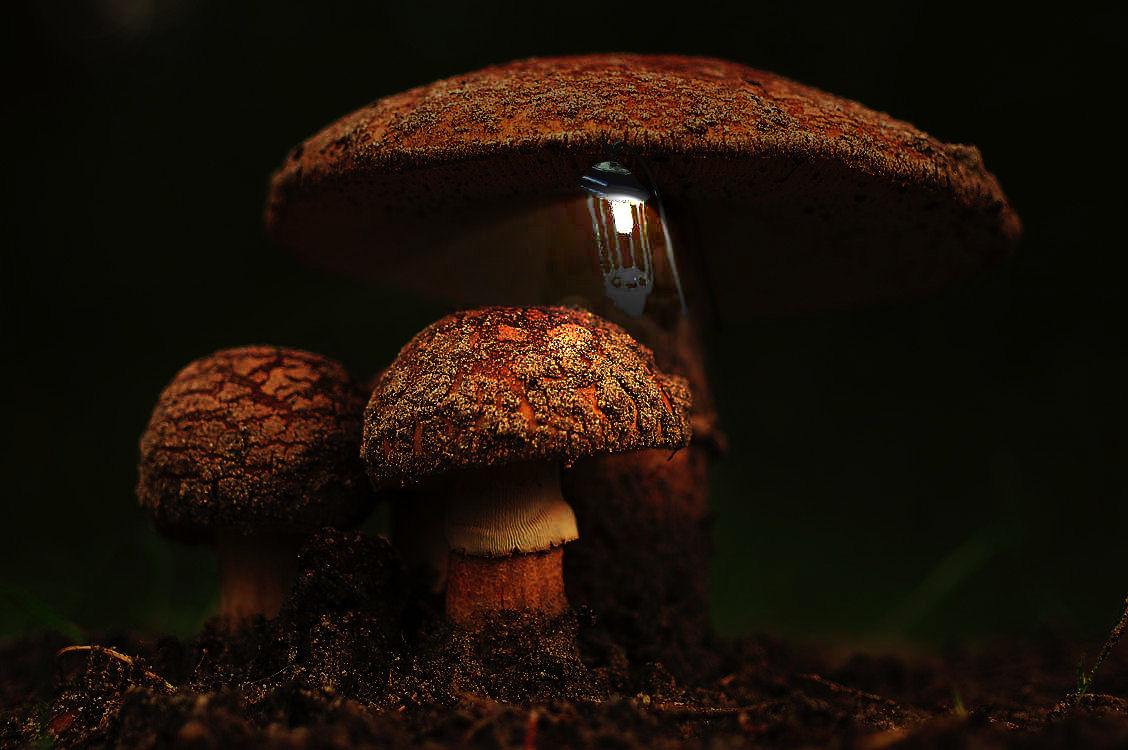 Photoshop Design by loekigizmo for DesignCrowd (Community Contests) | Design #9060269