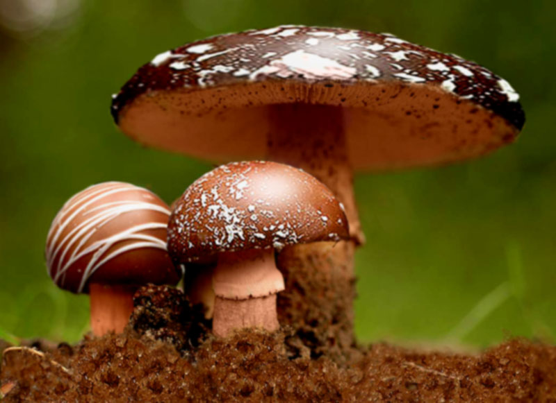 Design Photoshop par nemish pour DesignCrowd (Community Contests) | Design #9060225