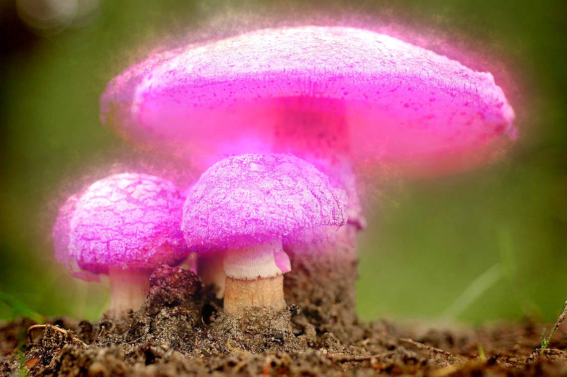 Design Photoshop par n1hustla pour DesignCrowd (Community Contests) | Design #9060249