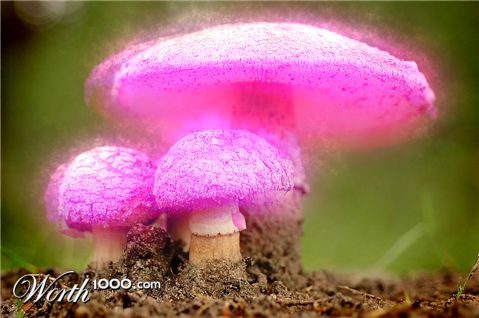 Photoshop Design by n1hustla