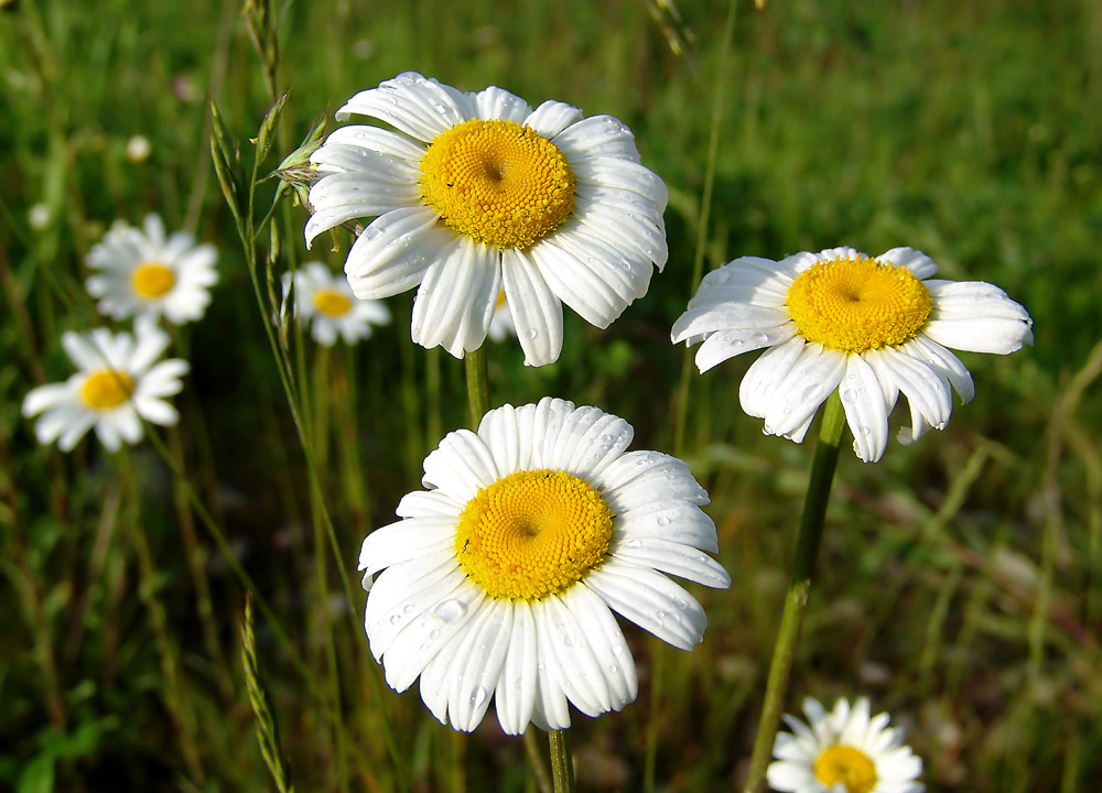 Photographie par whlutz pour DesignCrowd (Community Contests) | Design #9060924