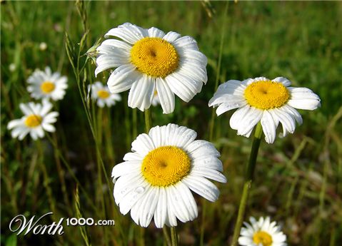 Photography by whlutz