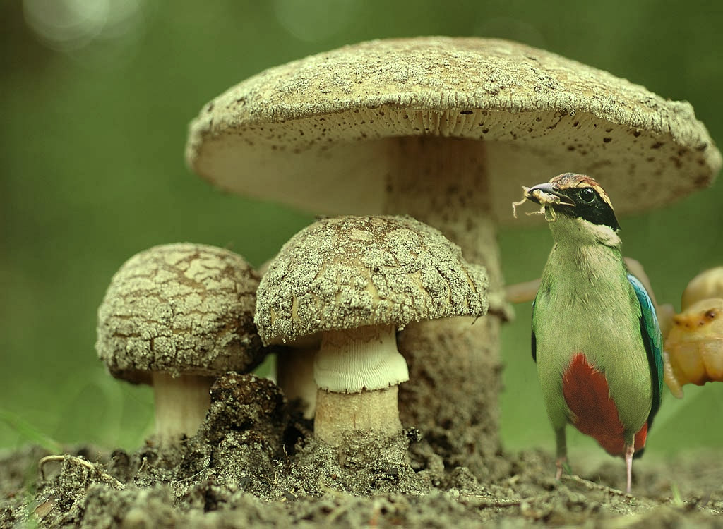 Photoshop-Design von Bas1982 für DesignCrowd (Community Contests) | Design #9060238