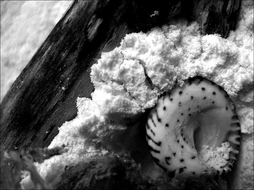 Photography by Isabella2006 for DesignCrowd (Community Contests) | Design #9071177