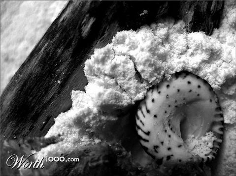 Photography by Isabella2006