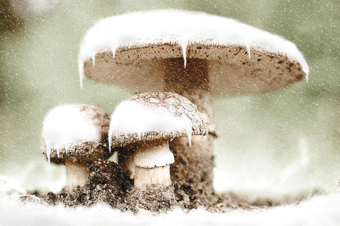 Photoshop Design by sy6777 for DesignCrowd (Community Contests) | Design #9060389