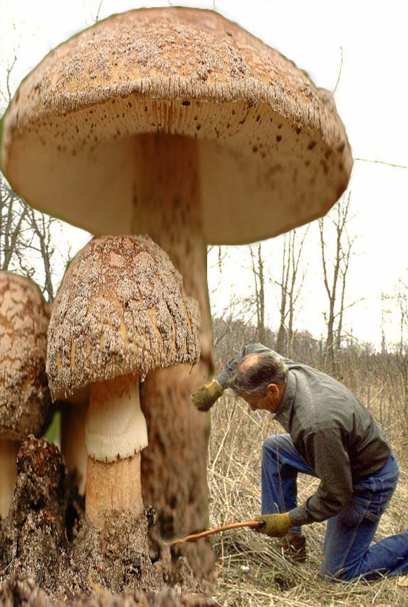 Photoshop Design by crzyme for DesignCrowd (Community Contests) | Design #9060294