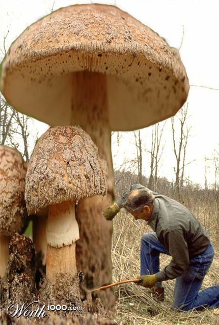 Photoshop Design by crzyme