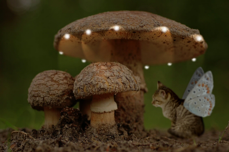 Design Photoshop par Pazaahhh pour DesignCrowd (Community Contests) | Design #9060285