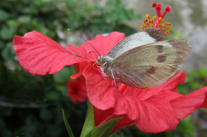 Photography by Marthese for DesignCrowd (Community Contests) | Design #9061020