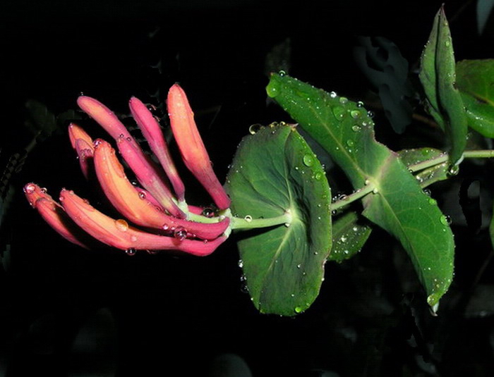 Photography by mzmzmzmz for DesignCrowd (Community Contests) | Design #9060995