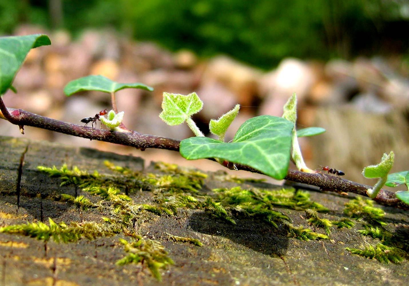 Photographie par egonlinden pour DesignCrowd (Community Contests) | Design #9061044